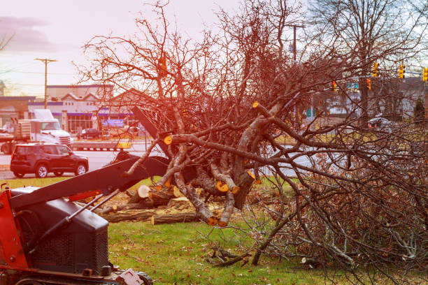 Best Tree Fertilization  in Albion, NY