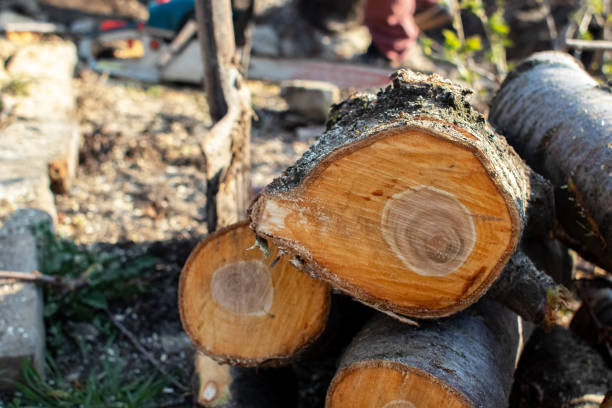 How Our Tree Care Process Works  in  Albion, NY